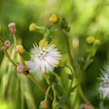 Dandelion or Old-Man-In-The-Spring