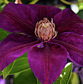 Purple Flower