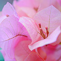 Paper Flower At Botanical Gardens in New York City
